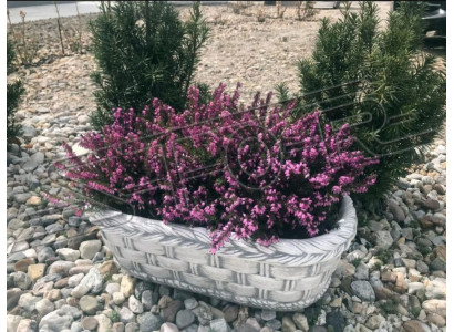 Kukkaruukut Kasvi Luonnollinen Ruukku Koristelu Puutarha Maljakot Kukkaruukut Figuuri