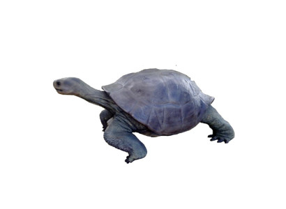 Kilpikonna Figuuri Koristelu Patsaat Veistos Puutarha Dekoo Figuurit 60x140cm uusi